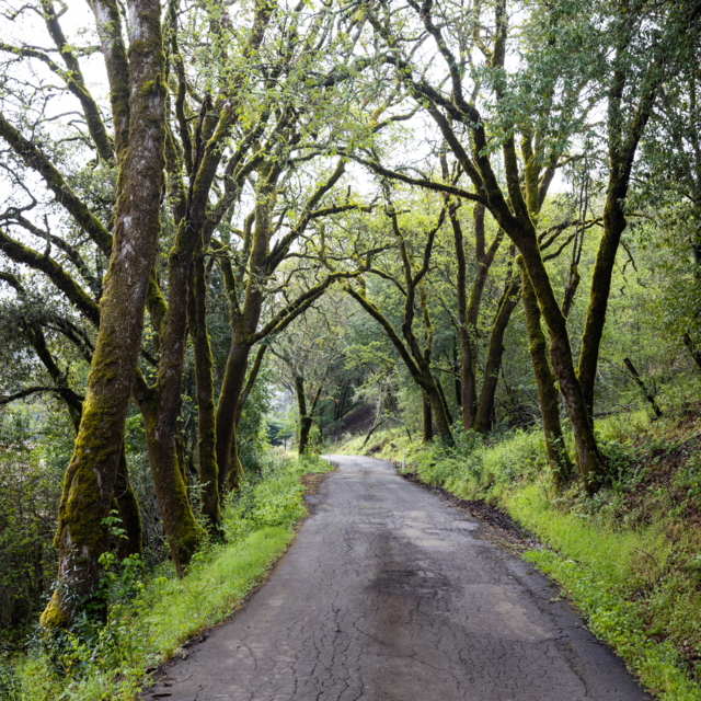 How Roads Have Transformed the Natural World